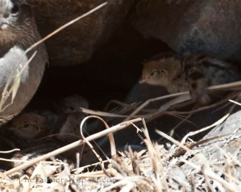 California Quail Female with Chicks | Focusing on Wildlife