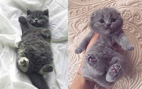 Stop Everything And Look At These 15 Chubby Kittens Right Meow ...