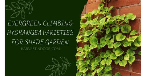 Evergreen Climbing Hydrangea Varieties for Shade Garden - Harvest Indoor