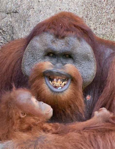 Smile it is a great day to be alive!!! | Orangutan, Happy animals ...