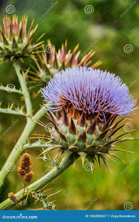 Cynara Cardunculus, Wild Flower Closeup . Thistle. Stock Image - Image ...