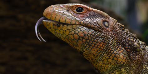 Caiman Lizard | ubicaciondepersonas.cdmx.gob.mx