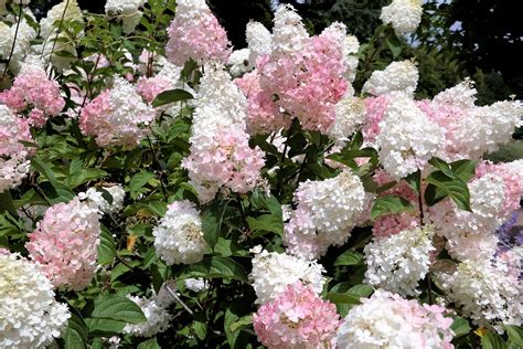 8 Types Of Hydrangeas And How to Grow Them In The South | Hydrangea ...