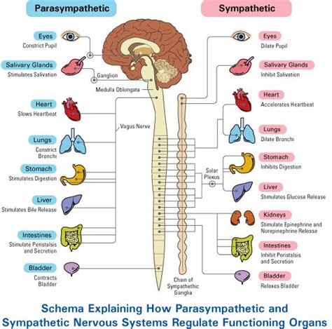 parasympathetic vs sympathetic - Google Search | Mindfulness ...