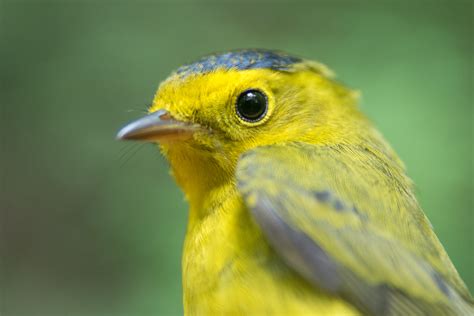 Visiting our stations – Michigan State Bird Observatory