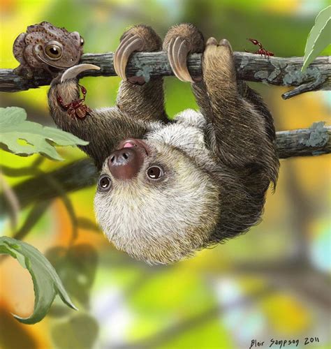 A Picture Of A Cute Baby Sloth : Cute Baby Sloth Sleeping On Branch ...