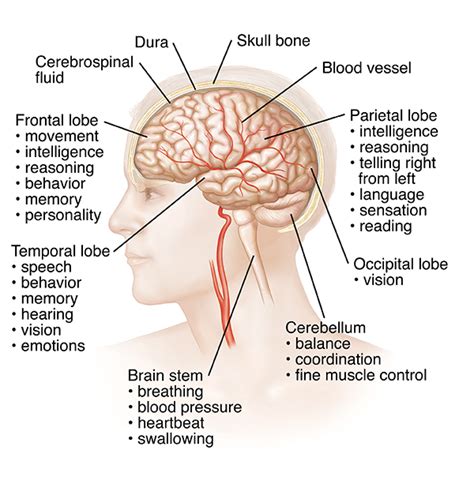 Anatomy Of The Brain Laminated Wall Chart With Digital Download Code ...