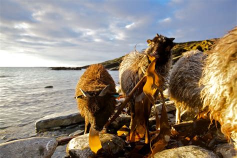 Celebrating the seaweed eating sheep of North Ronaldsay | Orkney.com