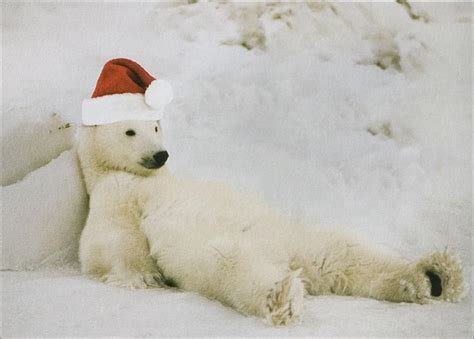 Christmas Polar Bear Wallpaper - WallpaperSafari