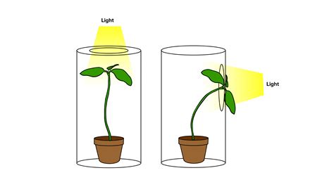 Give two examples to show that living things respond to stimuli. One ...