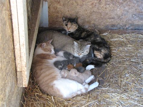 barn cats and lots of kittens - United Spay Alliance