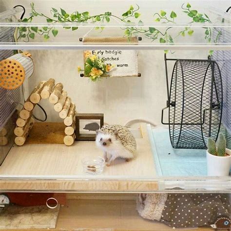 My Beautiful Hedgie House ☆♡ | Hedgehog pet, Hedgehog pet cage ...