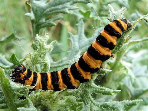 10 Beautiful Yet Toxic Caterpillars - What on Earth?