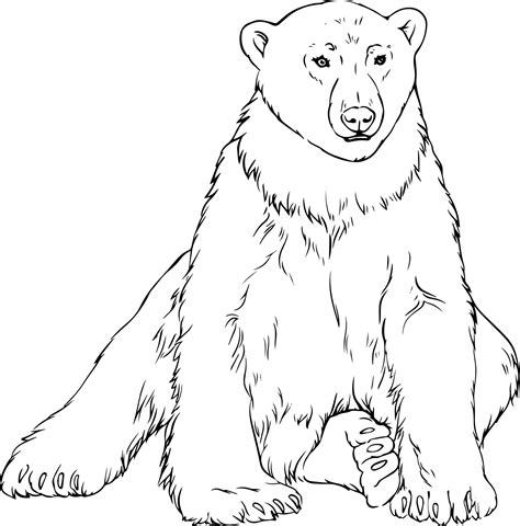 White bear black and white vector drawing. For coloring and ...