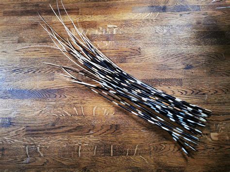 Groups of 10x cape porcupine quills. Available in different | Etsy