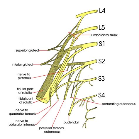 Sacral Plexus Anatomy