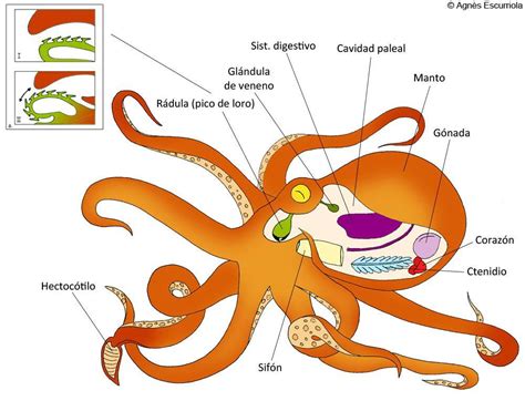 Clasificación taxonómica del pulpo - Brainly.lat