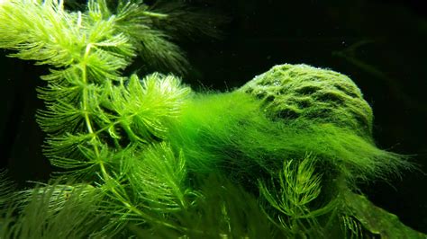 How To Deal With Aquarium Algae - Aquascaping Love