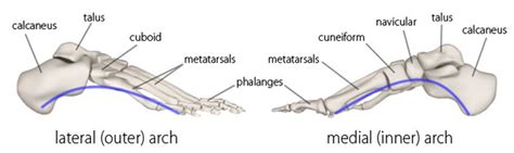 Arches of the Foot - Physiopedia