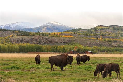 Wood Bison - Yukon Wildlife Preserve