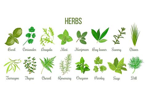 Teach Kids: Different Types of Plants Names & Their Classification