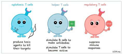 Killer T Cells