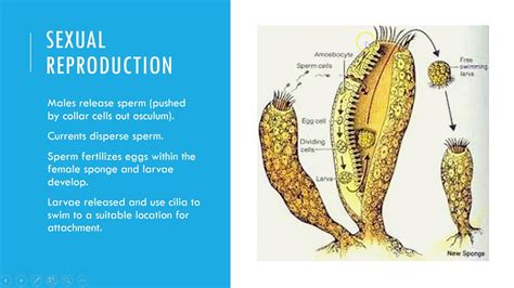 Sponge Reproduction - YouTube