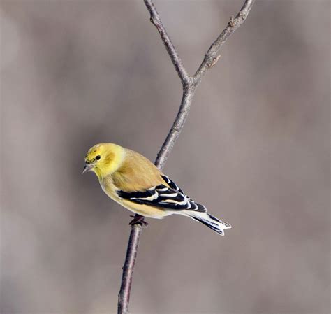 American Goldfinch | Audubon Field Guide