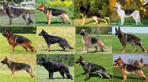 Top 6 Most Popular German Shepherd Colors and Patterns