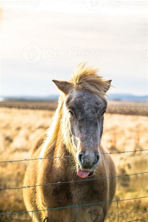 Icelandic horse live in farm 12663176 Stock Photo at Vecteezy