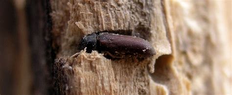 Woodworm Beetle, Types of Wood Beetles - Heritage Timber Care