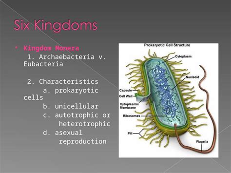 (PPT) Kingdom Monera 1. Archaebacteria v. Eubacteria 2. Characteristics ...