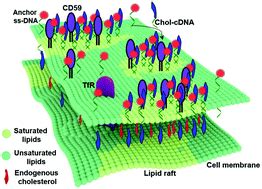 DNA nanotweezers for stabilizing and dynamically lighting up a lipid ...