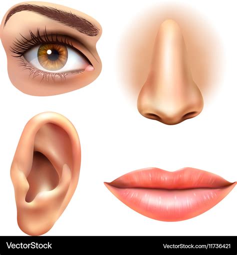 Eye ear lips nose icons set Royalty Free Vector Image