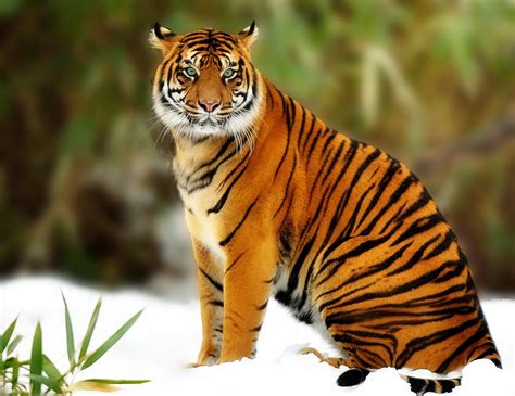 Social Characteristics - Sumatran Tigers