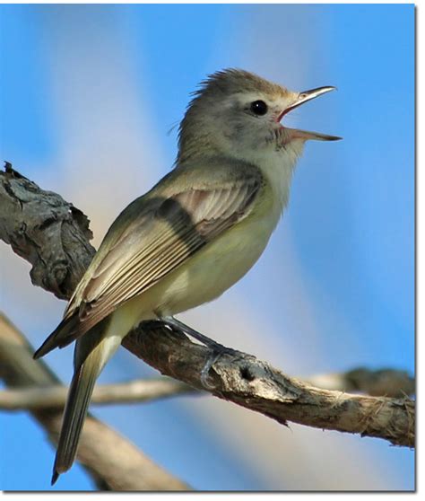 Backyard Bird Cam - Warbling Vireo