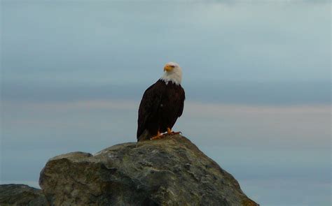 Bald Eagle close up Free Photo Download | FreeImages