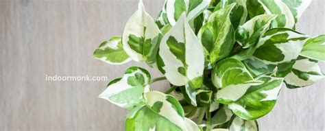 Ultimate Guide To Variegated Pothos Plants - Indoor Monk