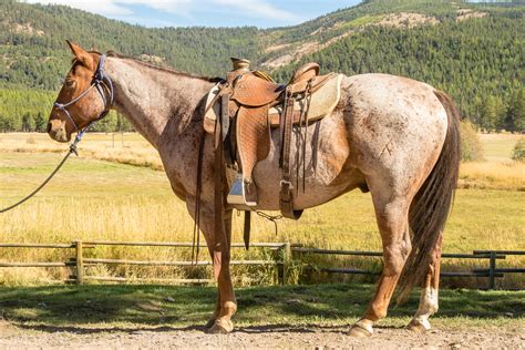 Ranch Horses | Montana Working Cattle Ranch - McGinnis Meadows Cattle ...