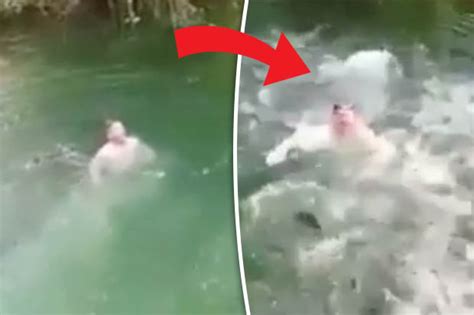 'Piranhas' start CIRCLING terrified swimmer in South America video ...