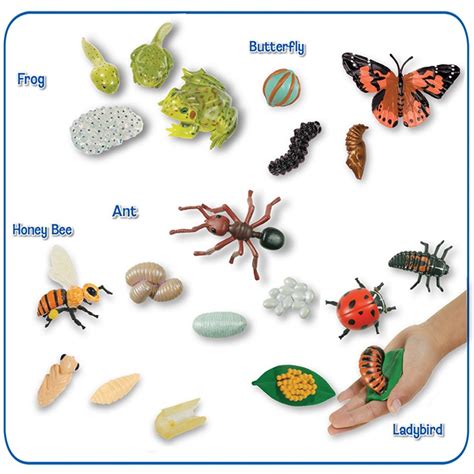 Life Cycle Stages Figurines Collection | Insect Lore