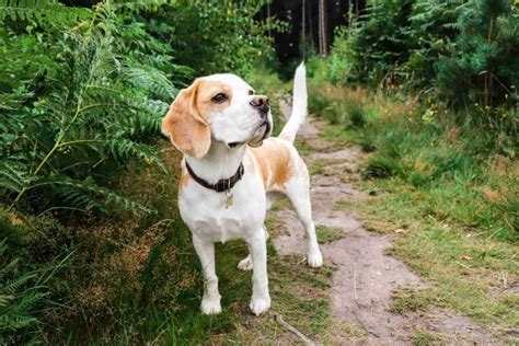 Beagle vs Cocker Spaniel: An In-Depth Comparison Guide