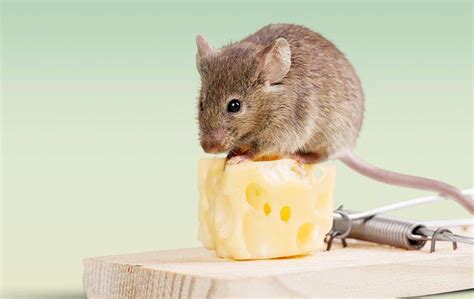 How Mice Escape Traps