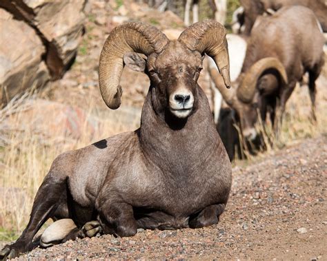 A Tree Falling: Waterton Canyon Bighorn Sheep, Part I