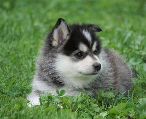 Mini Pomsky For Sale Sugarcreek, OH Male- Frankie – AC Puppies LLC