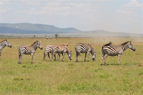 Masai Mara National Reserve | Good to know | Basecamp Explorer