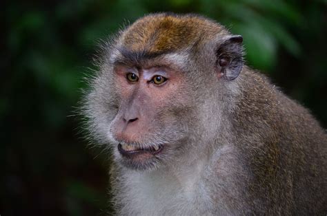 Makake Macaque Monkey · Free photo on Pixabay