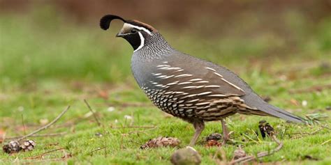 Season Ending Quail Hunt - Texas Quail Hunting