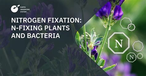 Nitrogen Fixation Pathway