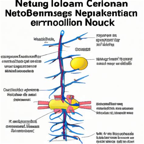 How Does a Nerve Block Work? Exploring the Science Behind Its Mechanics ...